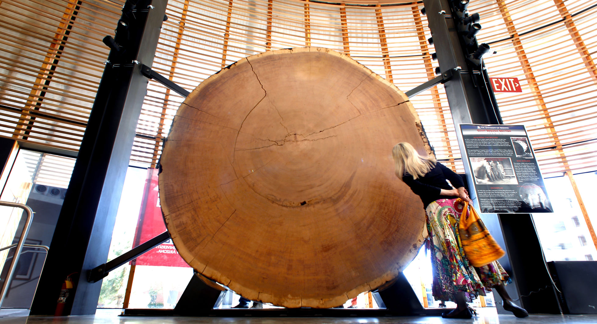Dendrochronology